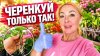 Елена Матвеева_Укореняет всё подряд: простой способ, о котор