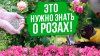 Вырастить ПРОСТО с Агрофирмой ПОИСК_РОЗЫ: ВСЁ, ЧТО НУЖНО ЗНА