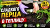 Нина К Дача Огород и не только_Посадка перца в теплицу 🌶️ б