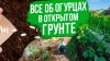 Вырастить ПРОСТО с Агрофирмой ПОИСК_Как вырастить огурцы в о