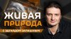 Эдгард Запашный. Зачем кошки "захватывают" ваш ноутбук и как