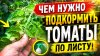 САД, ОГОРОД,СВОИМИ РУКАМИ_Томаты: важная листовая подкормка.