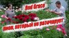 сад огород цветник_Огненный шар в саду: Red Grace — пион, ко