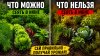 МЕТАОРГАНИКА_Что можно и нельзя сеять в июне