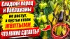 САД, ОГОРОД,СВОИМИ РУКАМИ_СЛАДКИЙ ПЕРЕЦ ПОЖЕЛТЕЛ И НЕ РАСТЁТ