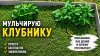 Нина К Дача Огород и не только_Супермульча для клубники без