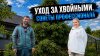 Нетипичный фермер_Как ухаживать за хвойными: стрижка, полив