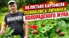 САД, ОГОРОД,СВОИМИ РУКАМИ_КАРТОФЕЛЬ. ПОЧЕМУ ОПЯТЬ ПОЯВИЛСЯ К