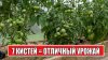 сад огород цветник_ФОРМИРОВКА ТОМАТОВ ДЛЯ НОВИЧКОВ И ПРОФИ