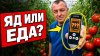 Мистер Агро_Ткнул нитрат-тестером в томат прямо на кусте! ШО