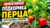 САД, ОГОРОД,СВОИМИ РУКАМИ_ЭФФЕКТИВНАЯ ПОДКОРМКА ПЕРЦА ДРЕВЕС