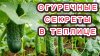 СамСебеАгроном_Все секреты успешного выращивания огурцов в о