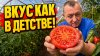 Мистер Агро_Помидоры пресные как трава Как вернуть вкус урож
