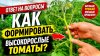 САД, ОГОРОД,СВОИМИ РУКАМИ_Формировка томатов- что прищипнуть