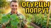 Роман Буров TV_Как собрать ведро огурцов с одного метра на с