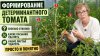 УЧЕНЫЙ АГРОНОМ_Формирование детерминантного томата
