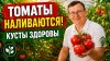 Луганский огородик_Чем подкормить томаты в июле  чтобы плоды