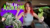 Belka_Plants 🍀_☘️ Уход за алоказиями: омолаживаю, пересажив