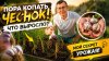Луганский огородик_Убираю чеснок с грядки! Показываю что выр