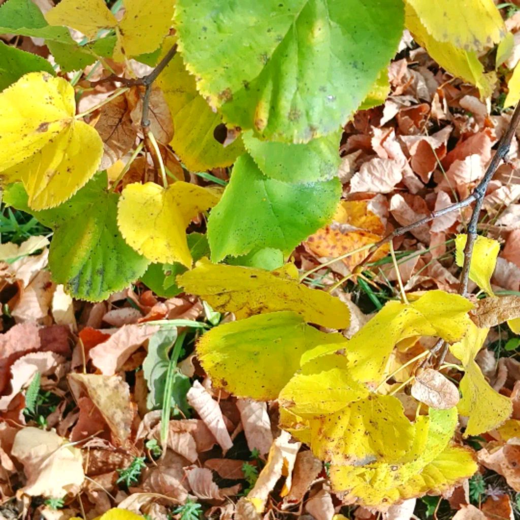 Иконка канала Обо всём