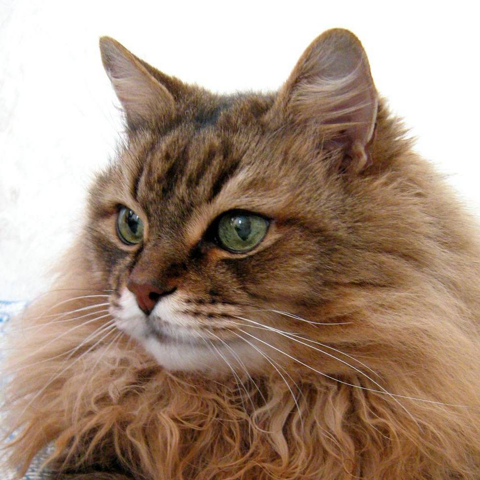 Аватар автора