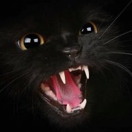 Иконка канала Black Cat Games