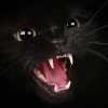 Иконка канала Black Cat Games