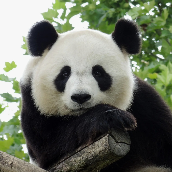 Иконка канала Александр Поо