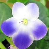 Иконка канала VladFialka