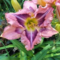 Иконка канала Сад мечты