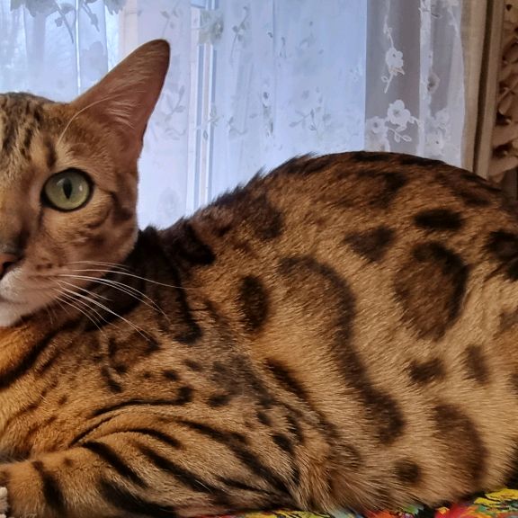 Аватар автора