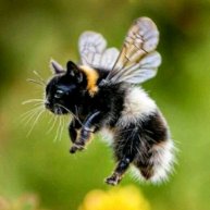 Иконка канала Solena