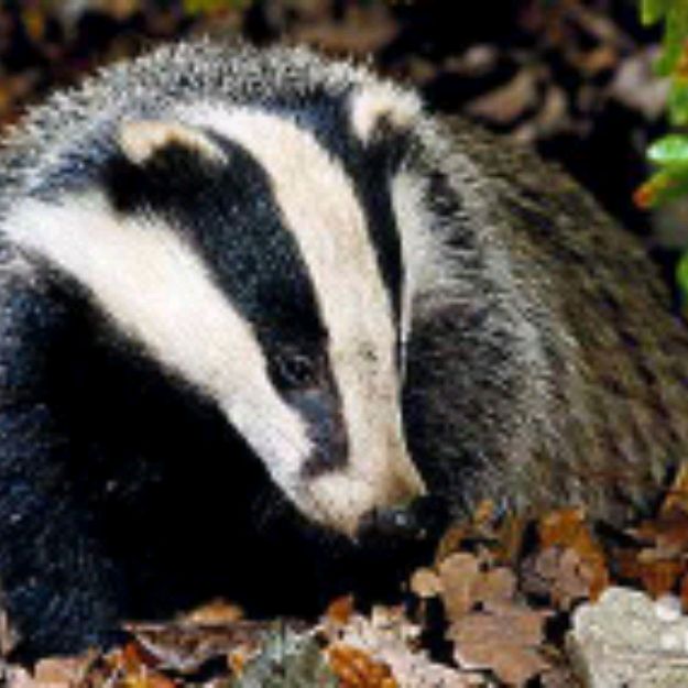 Иконка канала Барсук2024