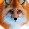 Иконка канала FOXeDOG