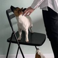 Иконка канала DogFriend