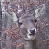 Иконка канала Deer Vader