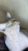 Иконка канала Ольга sphinx_sharpey_rostov