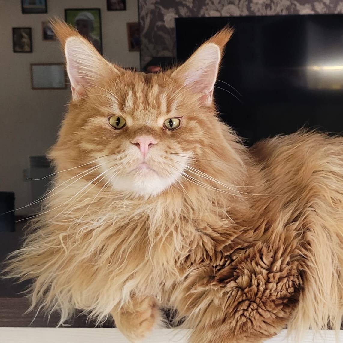 Аватар автора