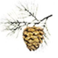 Иконка канала RadmirLive