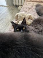 Ольга Шевелева