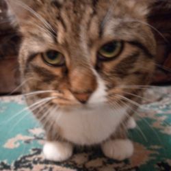 Аватар автора