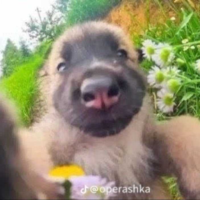 Аватар