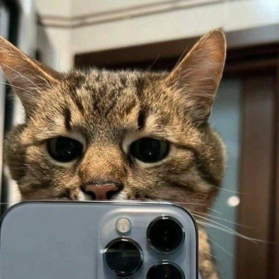 Иконка канала catforever