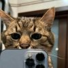 Иконка канала catforever