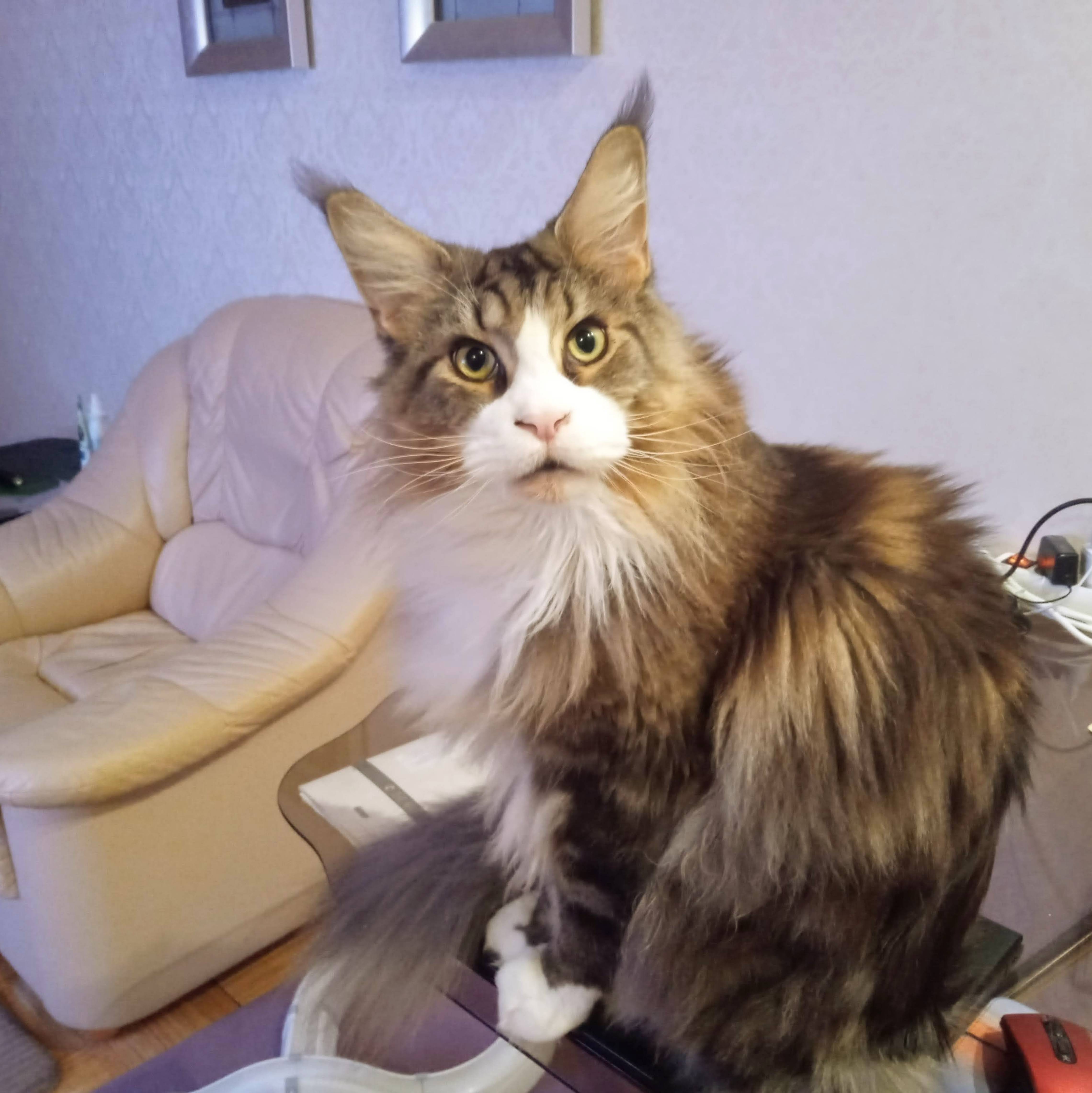 Аватар автора