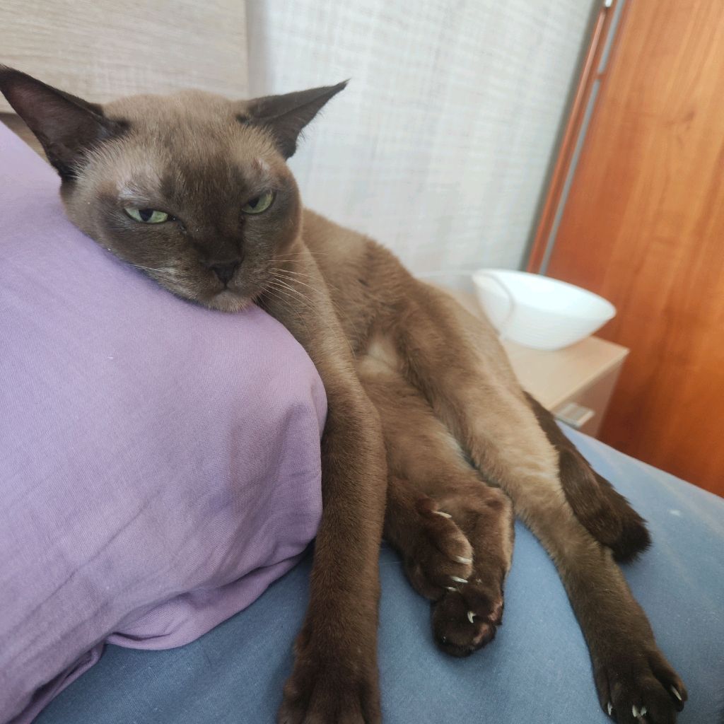 Аватар автора