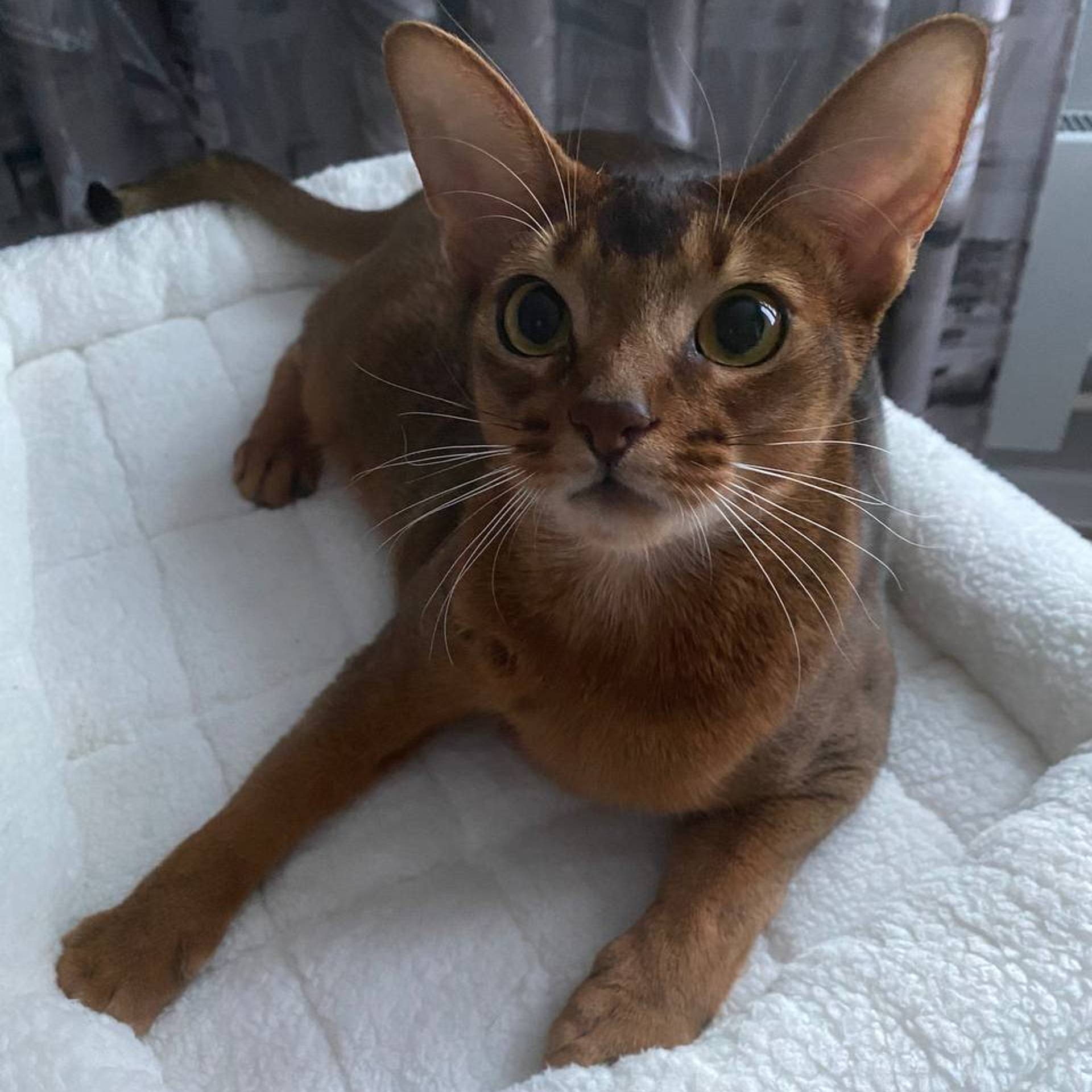 Аватар автора