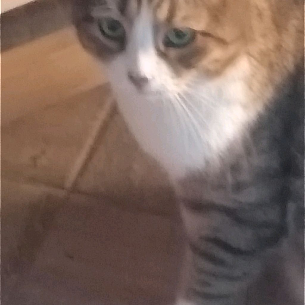 Иконка канала Вадим Котофейка