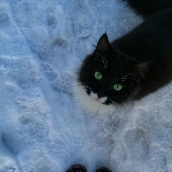 Аватар автора