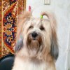Иконка канала Натали/Дарлинг